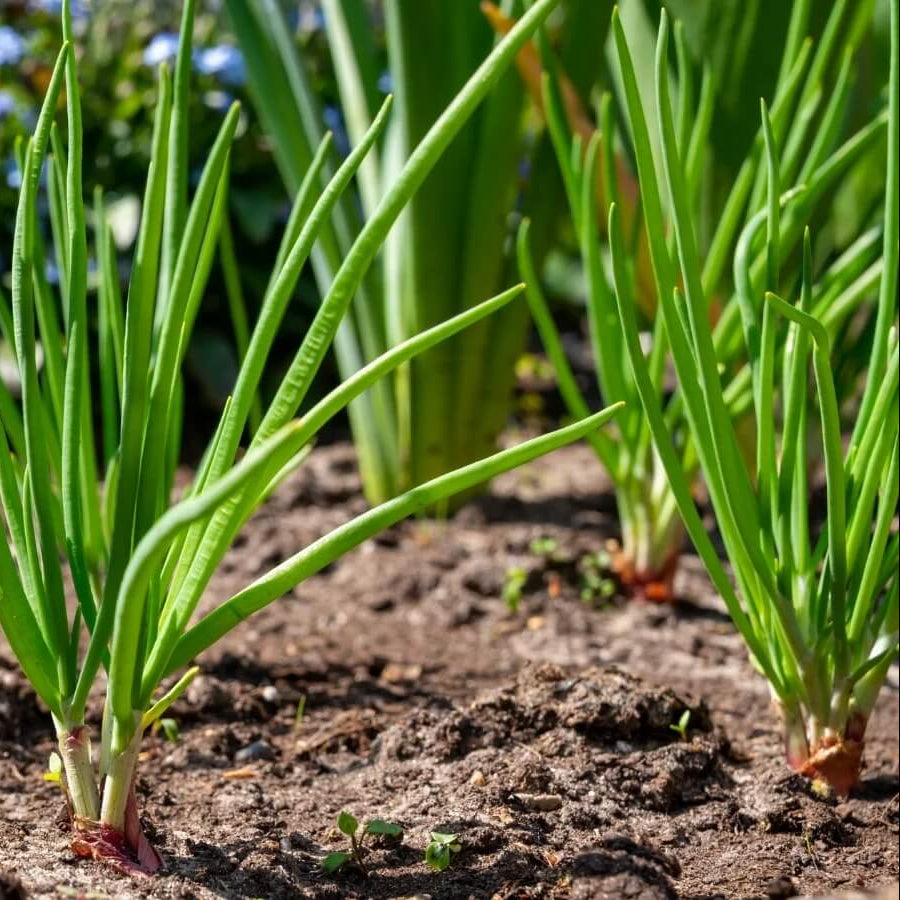 Zebrune Shallot Seeds