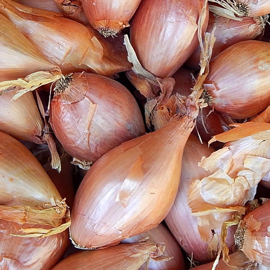 Zebrune Shallot Seeds 