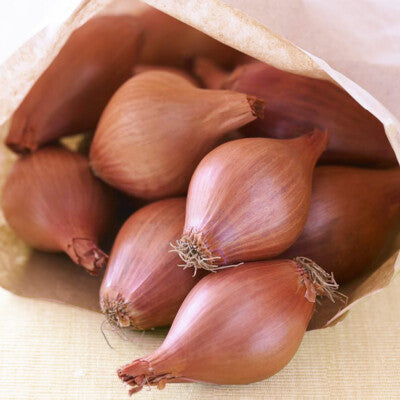 Zebrune Shallot Seeds 