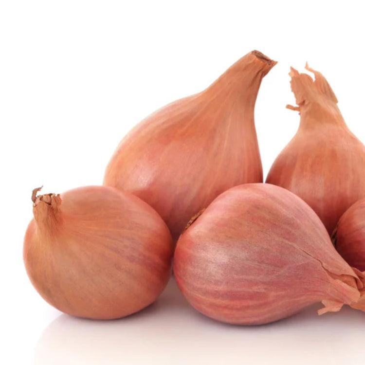 Zebrune Shallot Seeds 