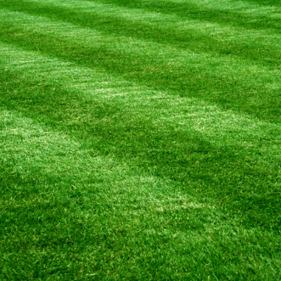Zen 400 Zoysia Seeds - Flower Plant