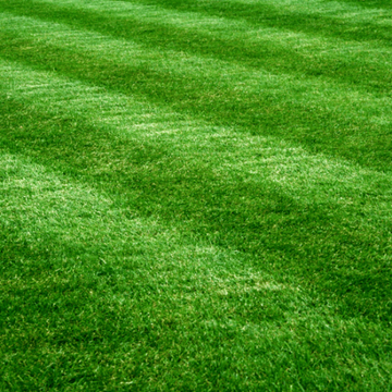 Zen 400 Zoysia Seeds - Flower Plant