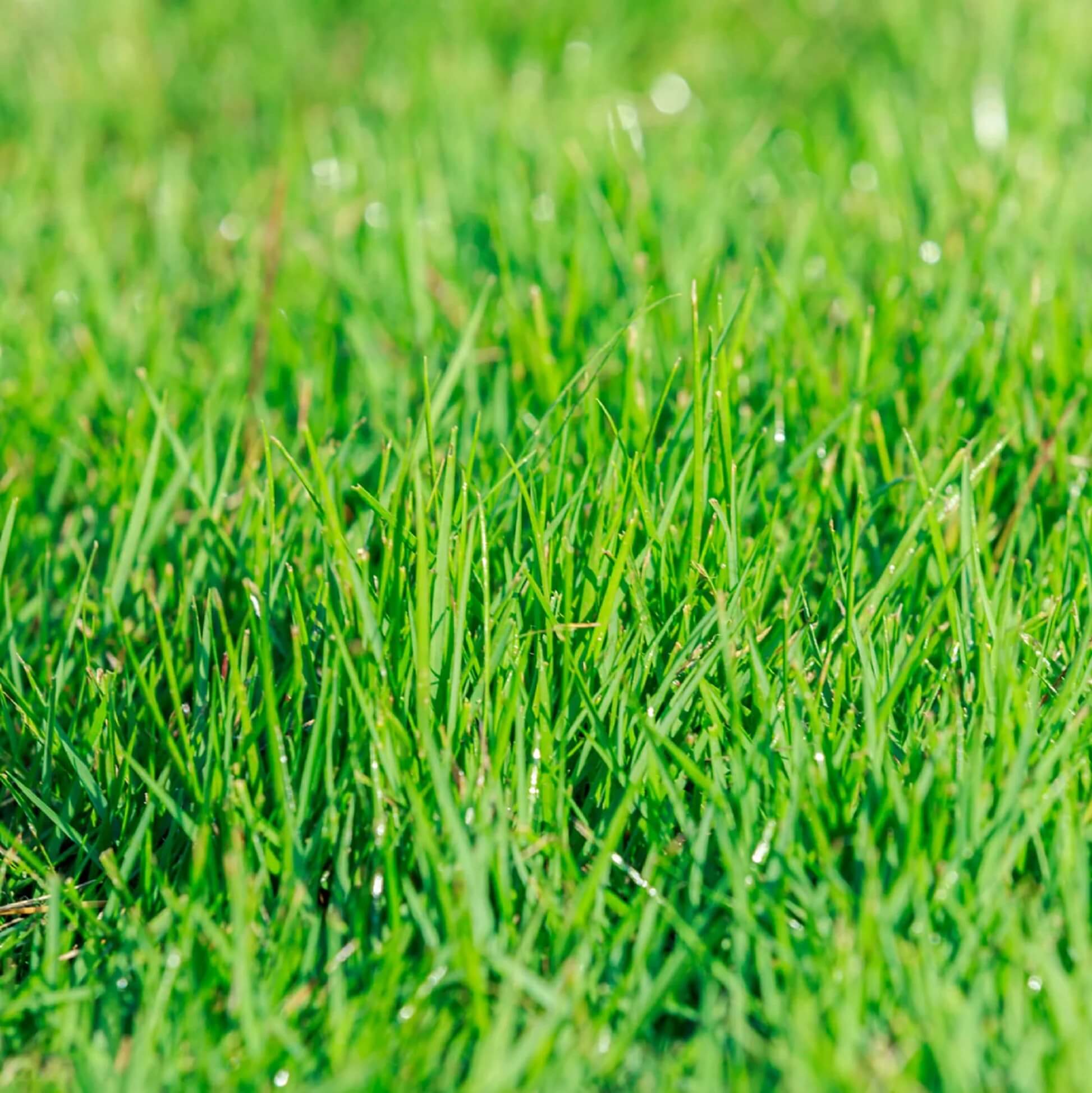 Zen 400 Zoysia Seeds - Flower Plant