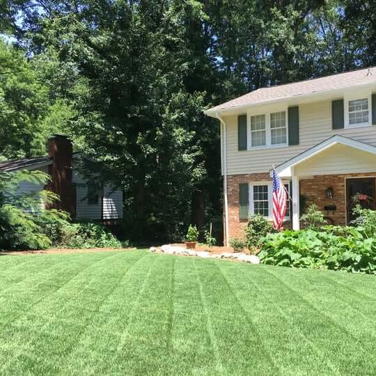 Zen 400 Zoysia Seeds - Flower Plant