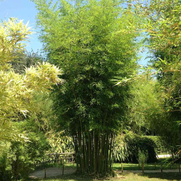 Zen Garden Bamboo Plants seeds