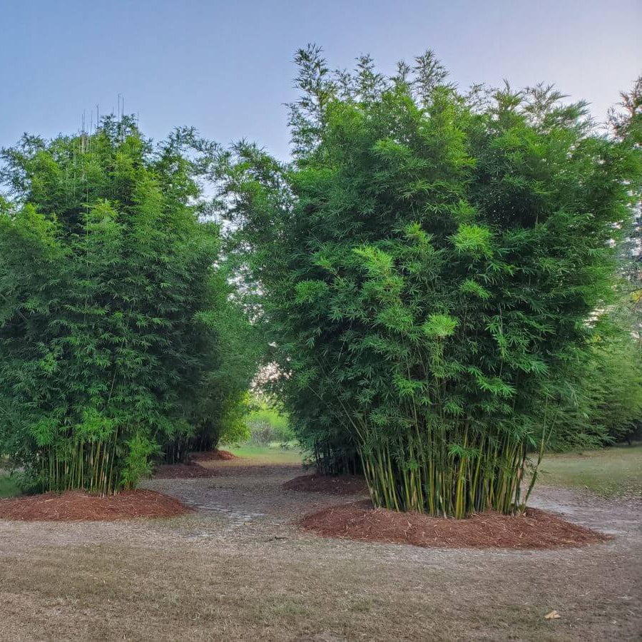 Zen Garden Bamboo Plants seeds