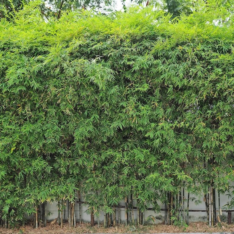 Zen Garden Bamboo Plants seeds