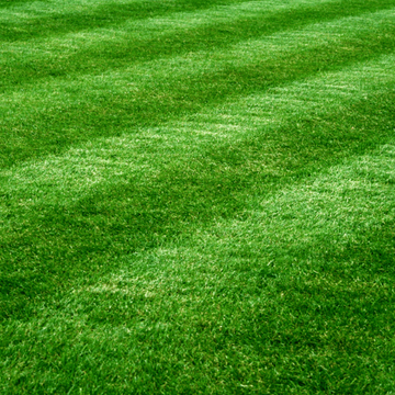 Zenith Zoysia Seeds - Flower Plant