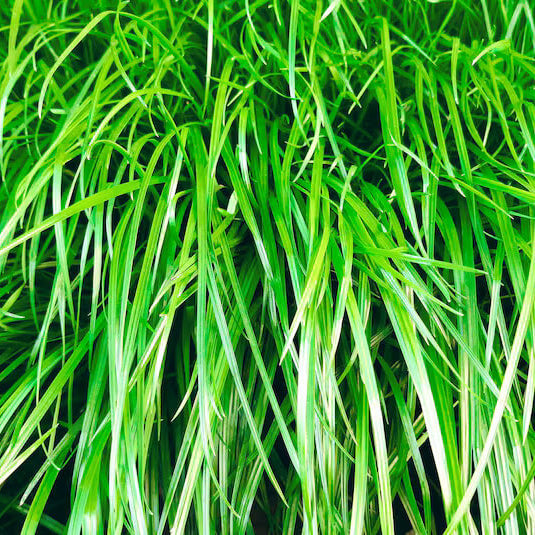 Zenith Zoysia Seeds - Flower Plant