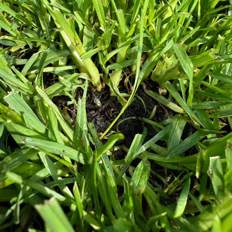 Zenith Zoysia Seeds - Flower Plant
