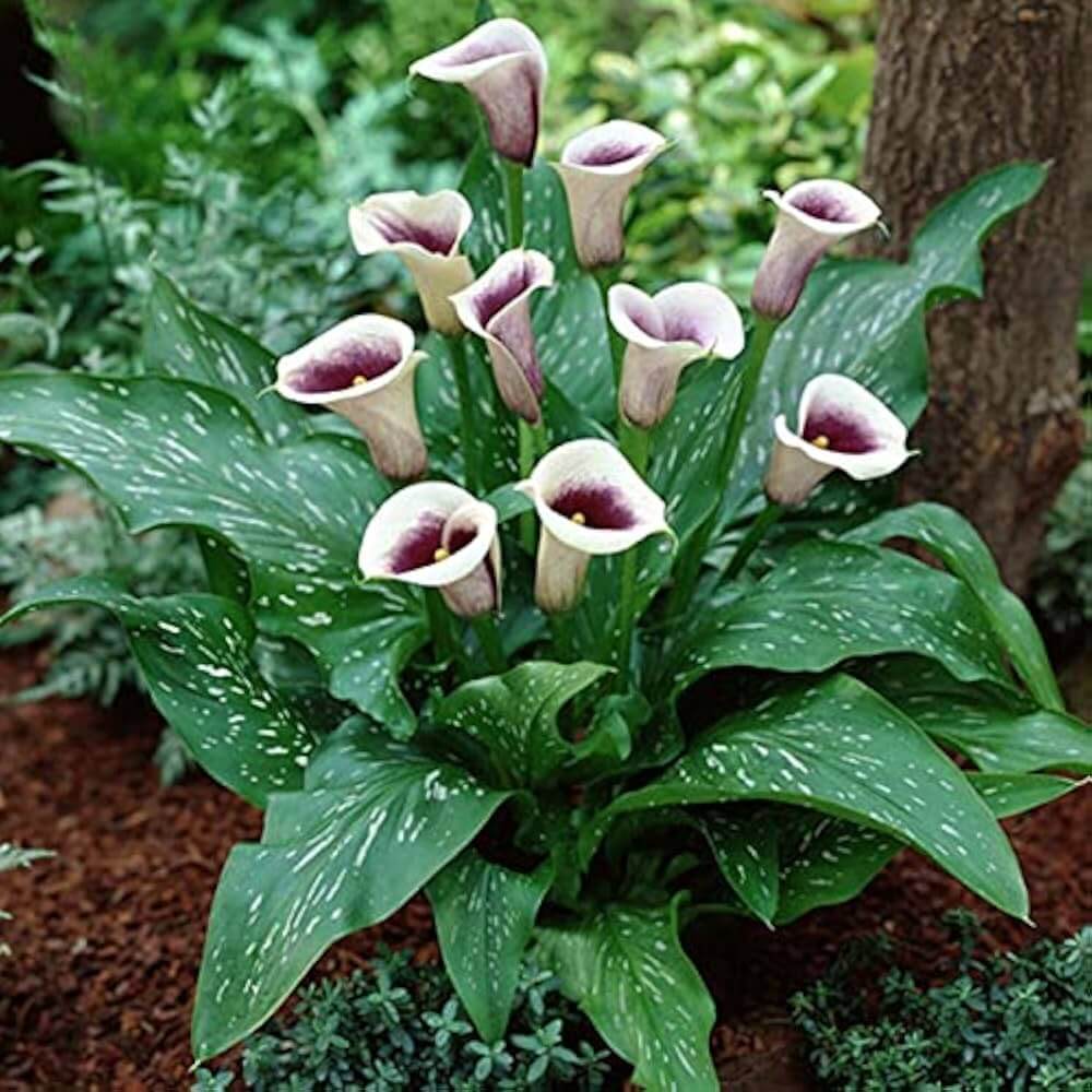 Zentedeschia Aethiopica calla lily Seeds 