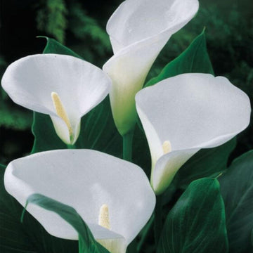 Zentedeschia Aethiopica calla lily Seeds 
