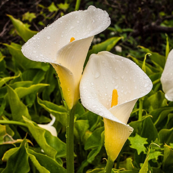 Zentedeschia Aethiopica calla lily Seeds 