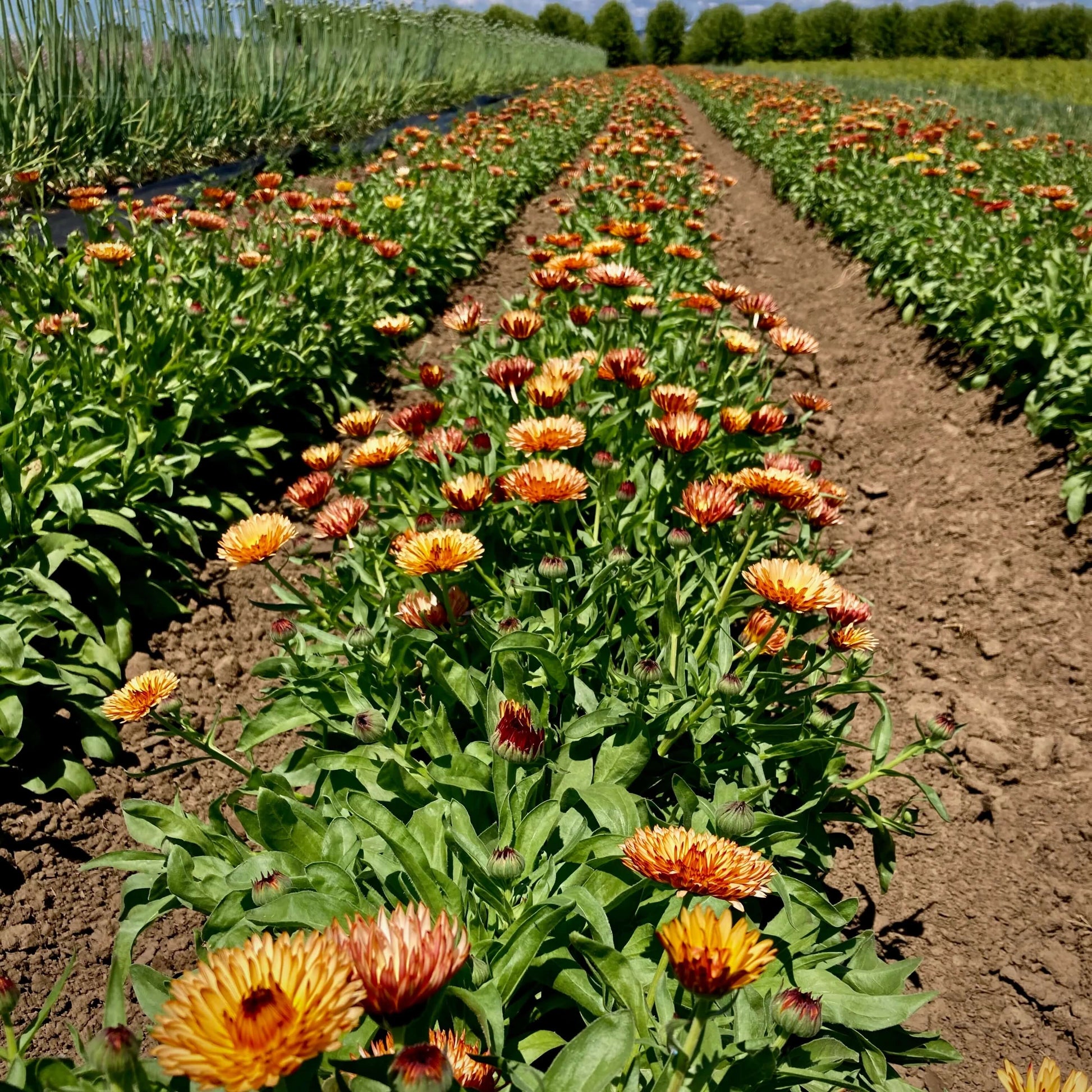 Zeolights Calendula Seeds