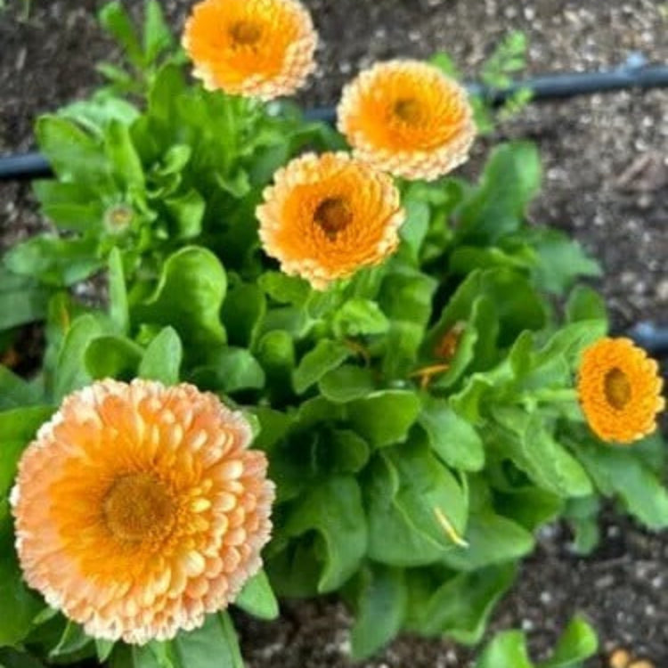 Zeolights Calendula Seeds