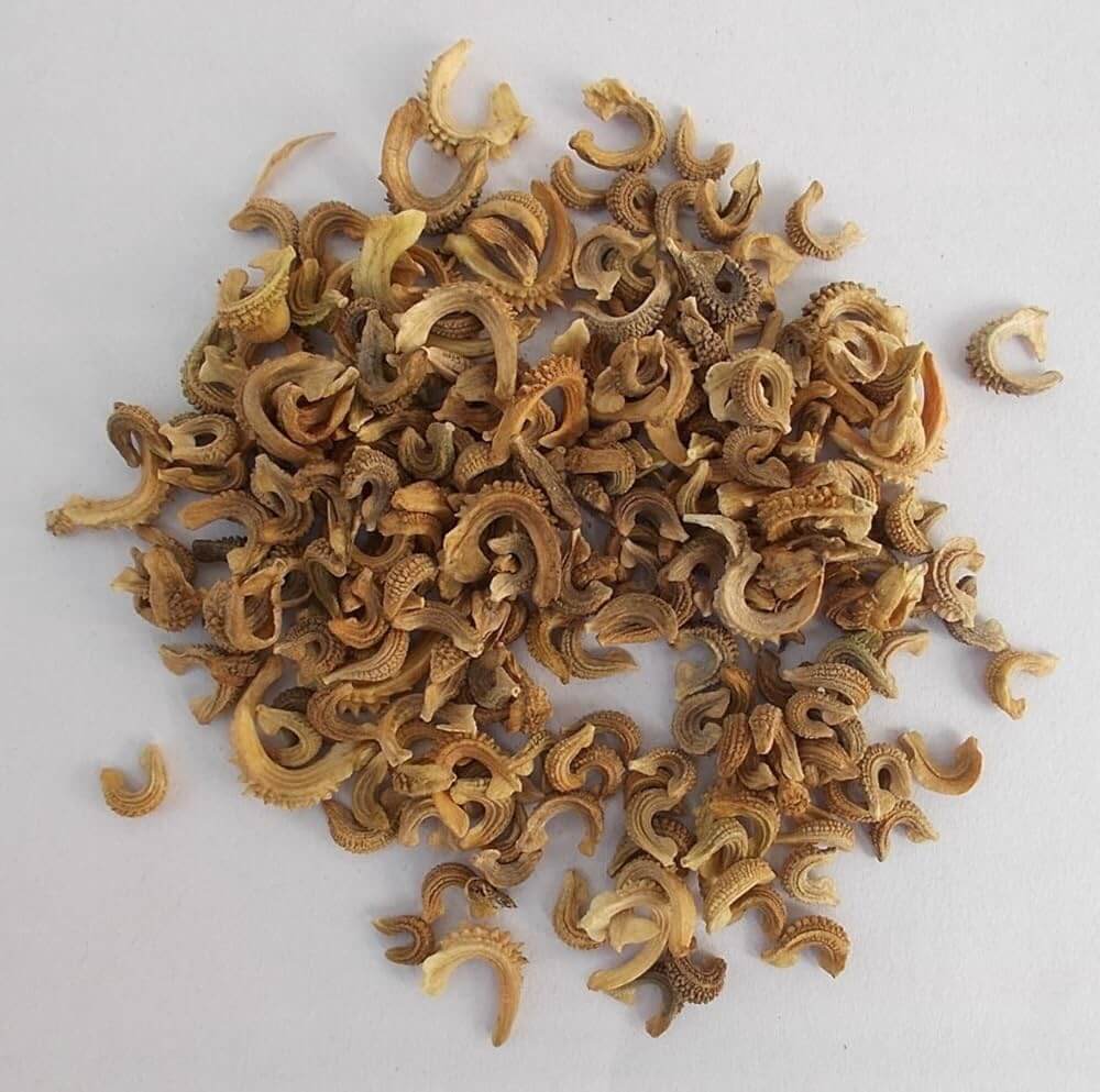 Zeolights Calendula Seeds