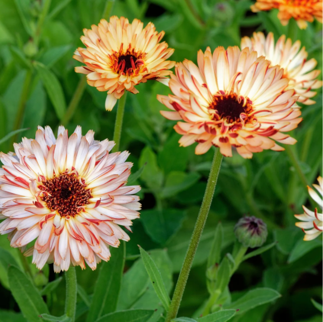 Zeolights Calendula Seeds