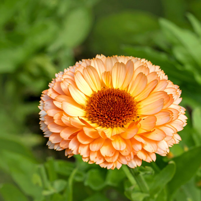 Zeolights Calendula Seeds