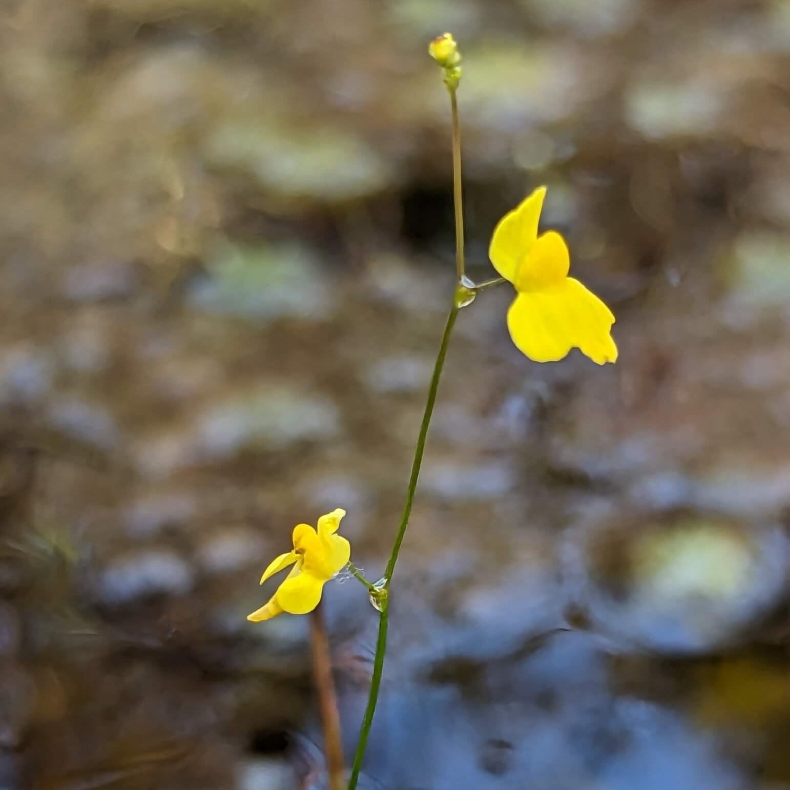 Zigzag Bladderwort Seeds