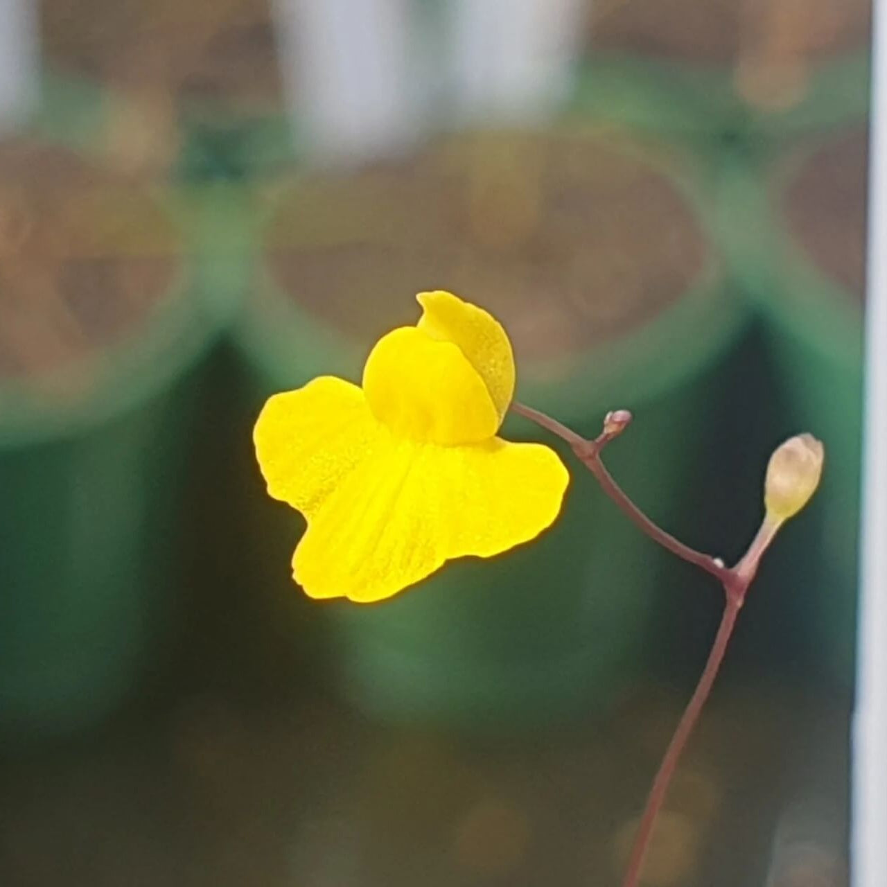 Zigzag Bladderwort Seeds
