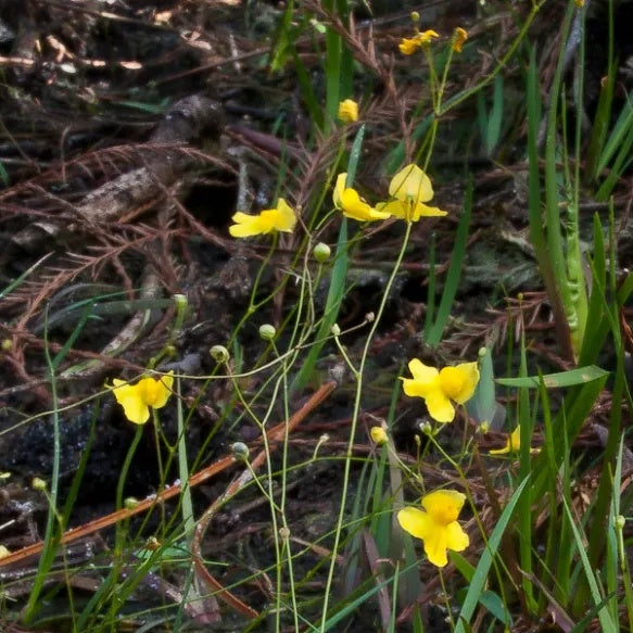 Zigzag Bladderwort Seeds 