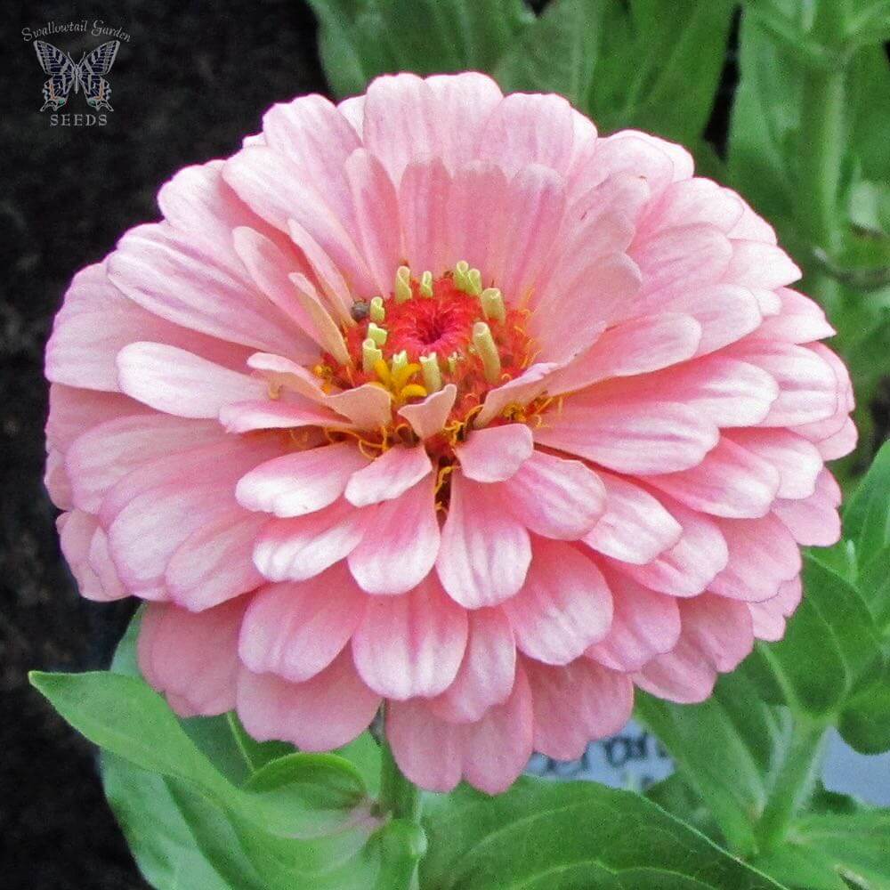 Zinnia Seeds - Benary Giant Pink