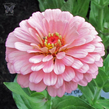 Zinnia Seeds - Benary Giant Pink