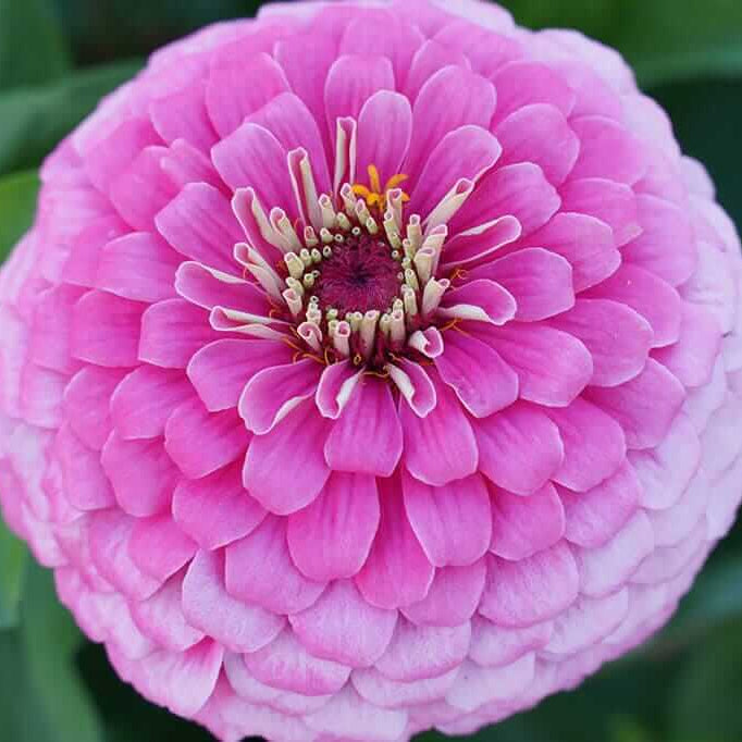 Zinnia Seeds - Benary Giant Pink