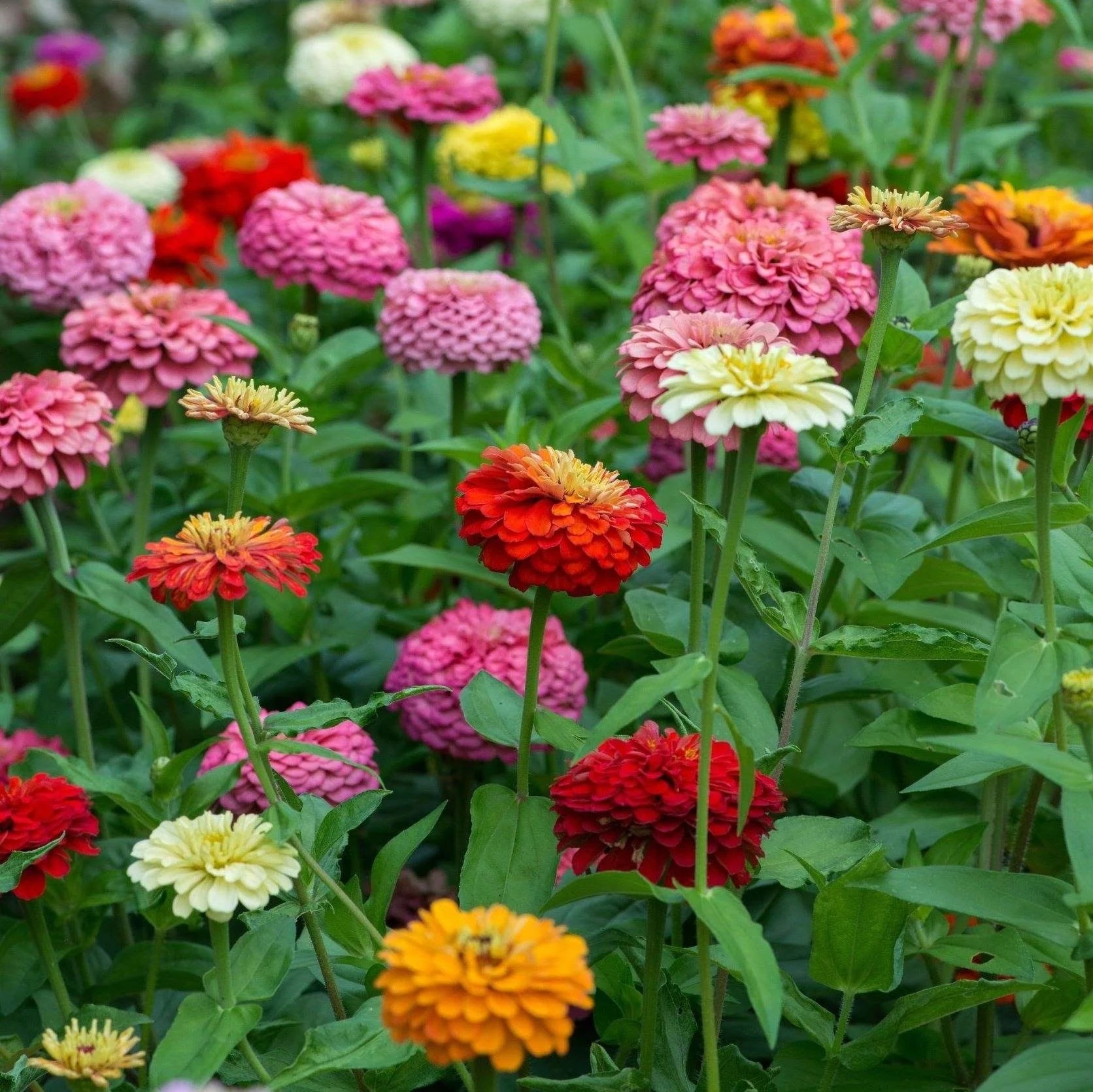 Zinnia Seeds - Bright Mix