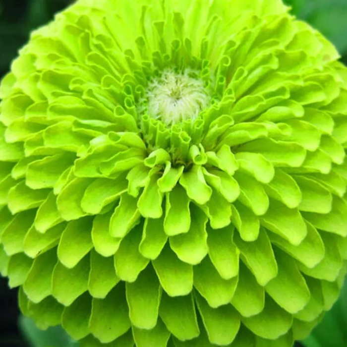 Zinnia Seeds - Green