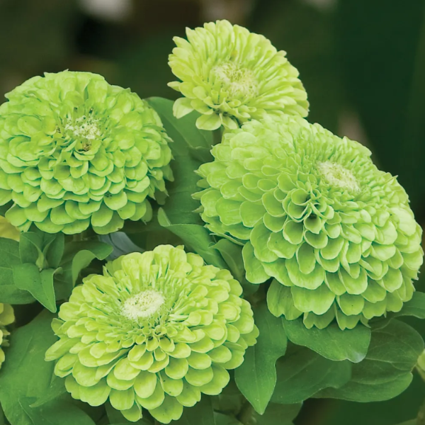Zinnia Seeds - Green