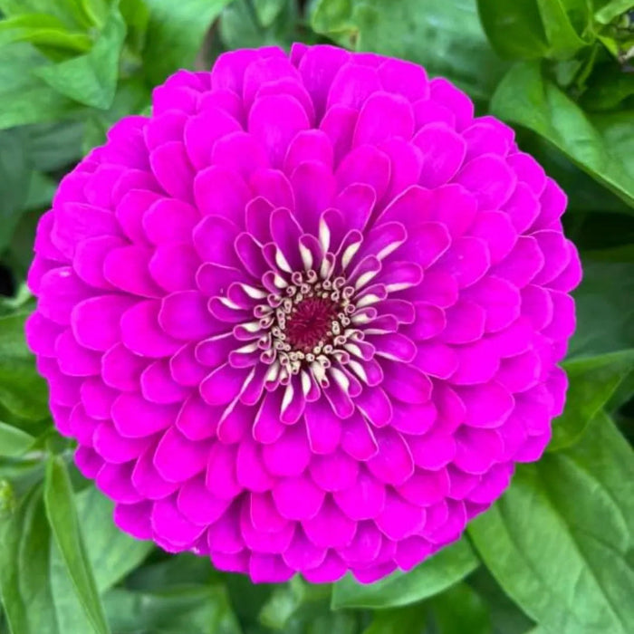 Zinnia Seeds - Purple Prince