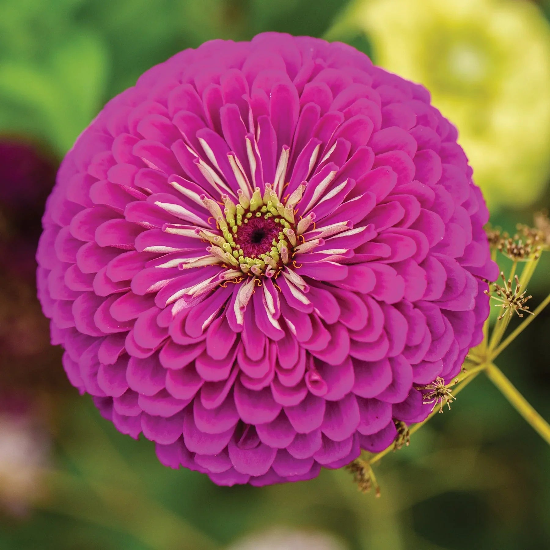 Zinnia Seeds - Purple Prince