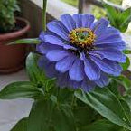 Zinnia Seeds – Blue