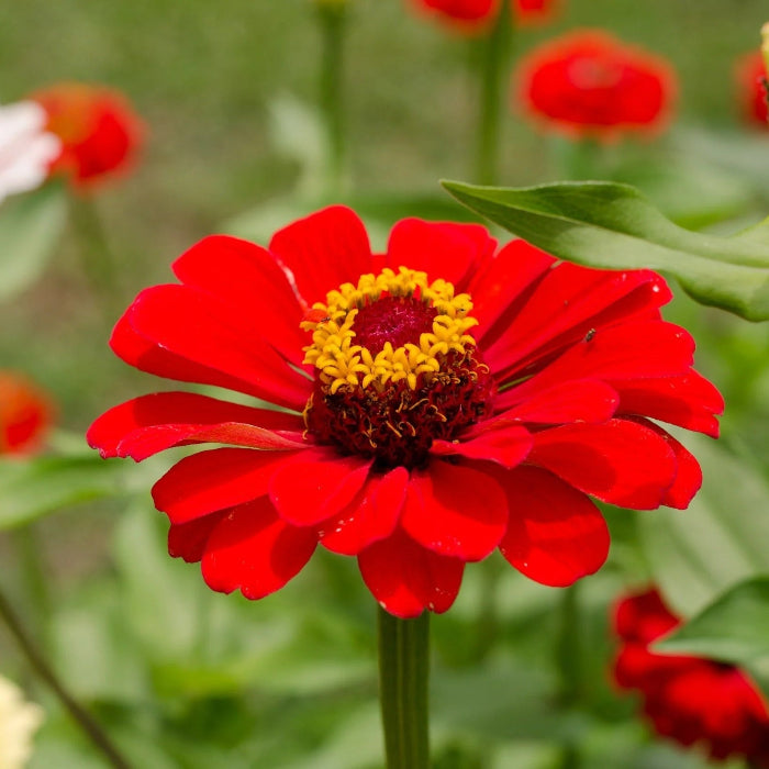 Zinnia Seeds – Bright Red