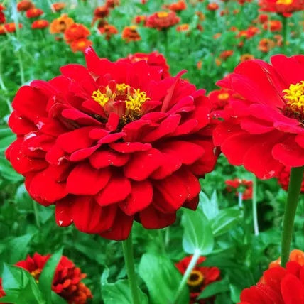 Zinnia Seeds – Bright Red