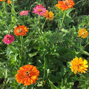 Zinnia Cactus Seeds