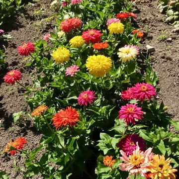Zinnia Cactus Seeds