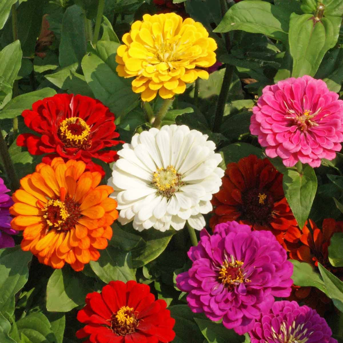 Zinnia Seeds – California Giant