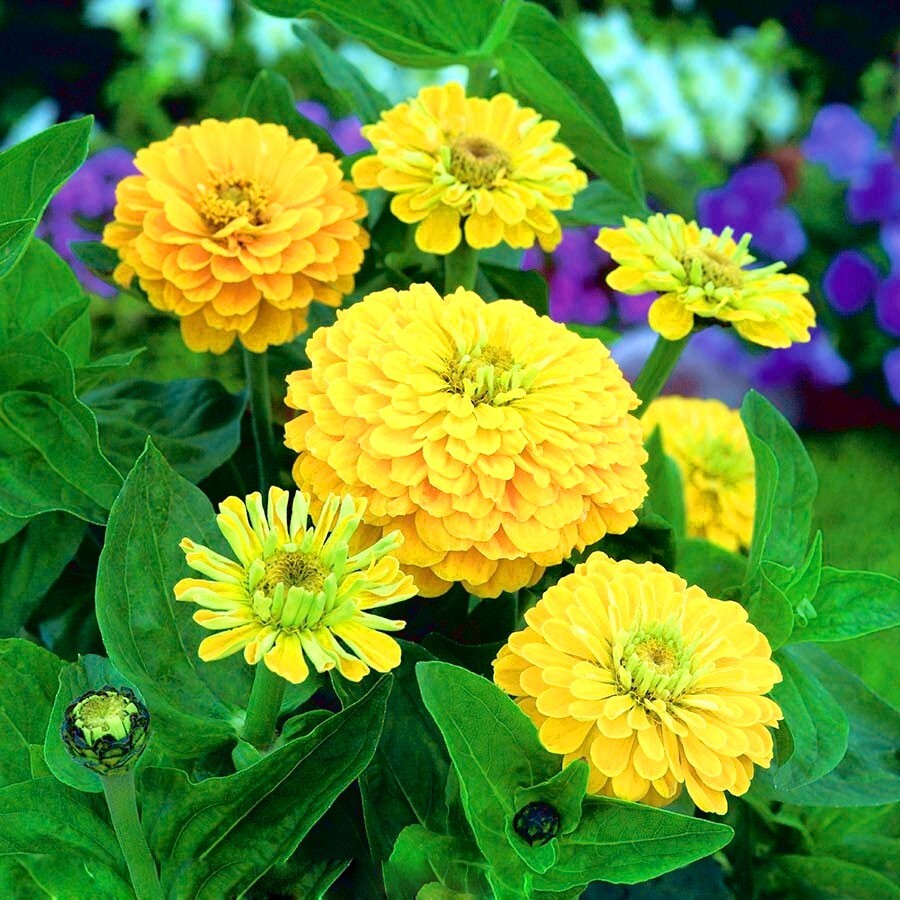 Zinnia Seeds – Canary Bird