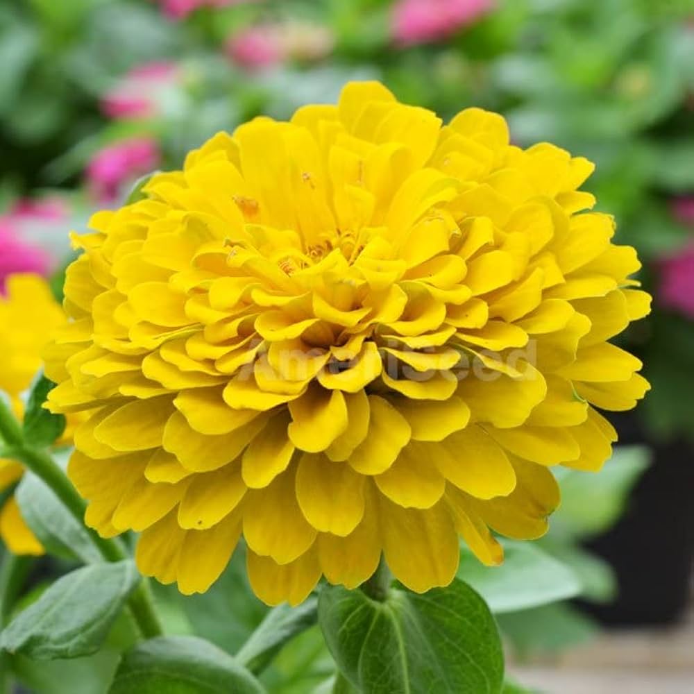 Zinnia Seeds – Canary Bird