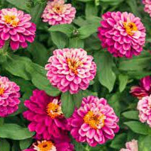 Zinnia Seeds – Double Mixed
