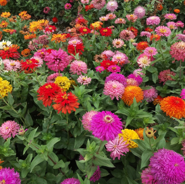 Zinnia Seeds – Giant Cactus