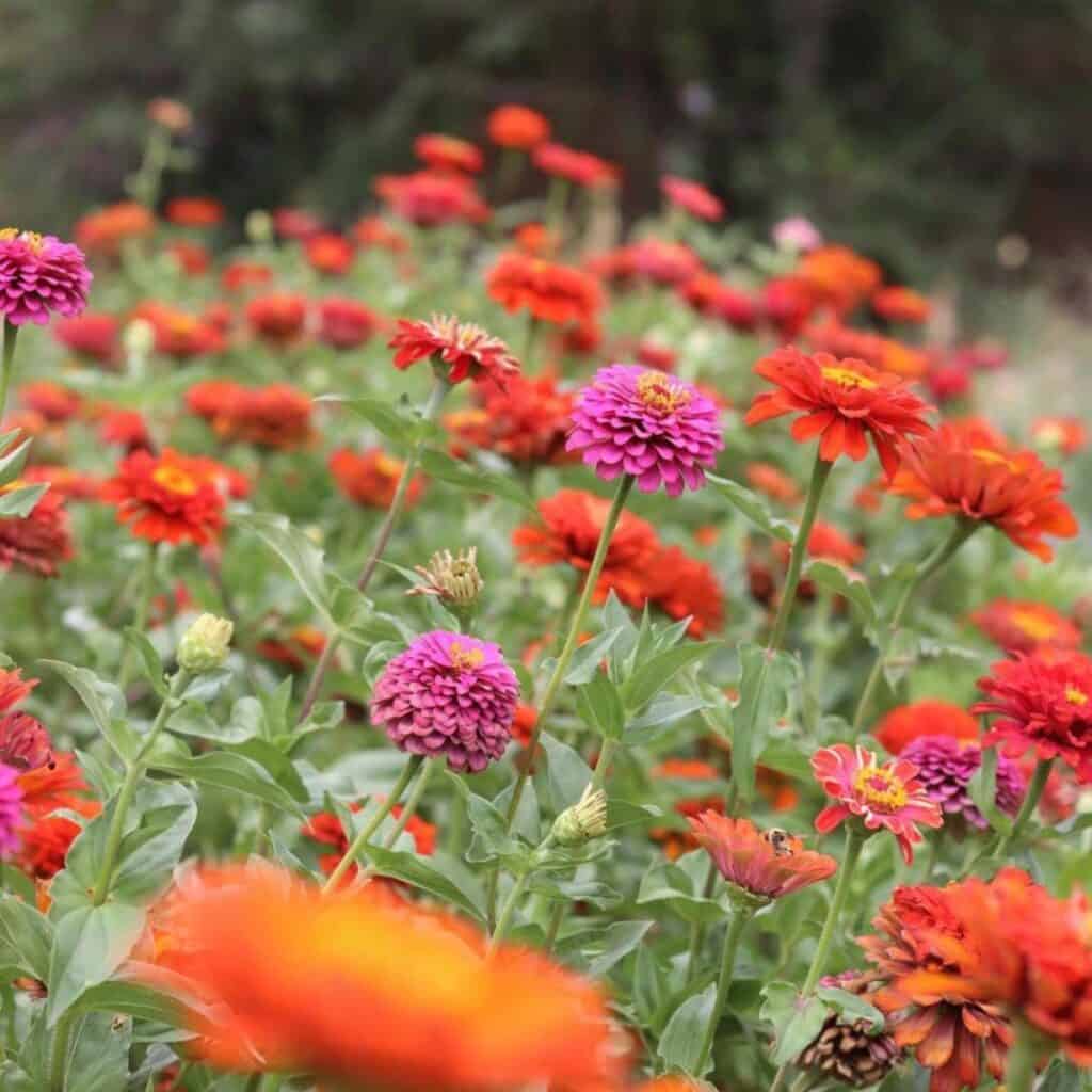 Zinnia Seeds – Giant Cactus