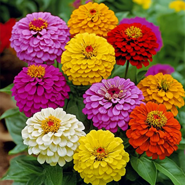Zinnia Giant Cactus Seeds