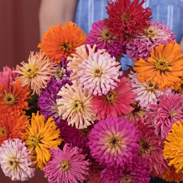 Zinnia Giant Cactus Seeds