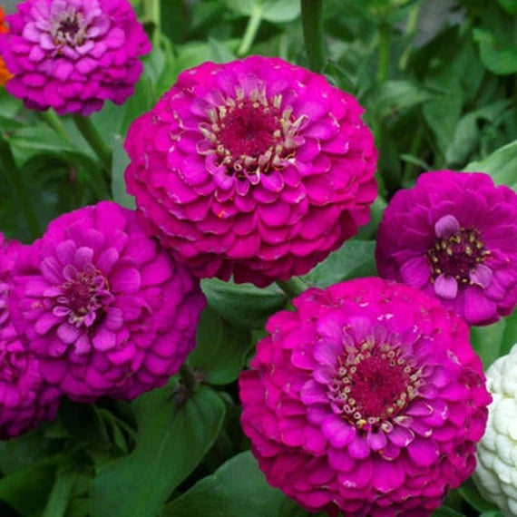 Zinnia Seeds – Lavender