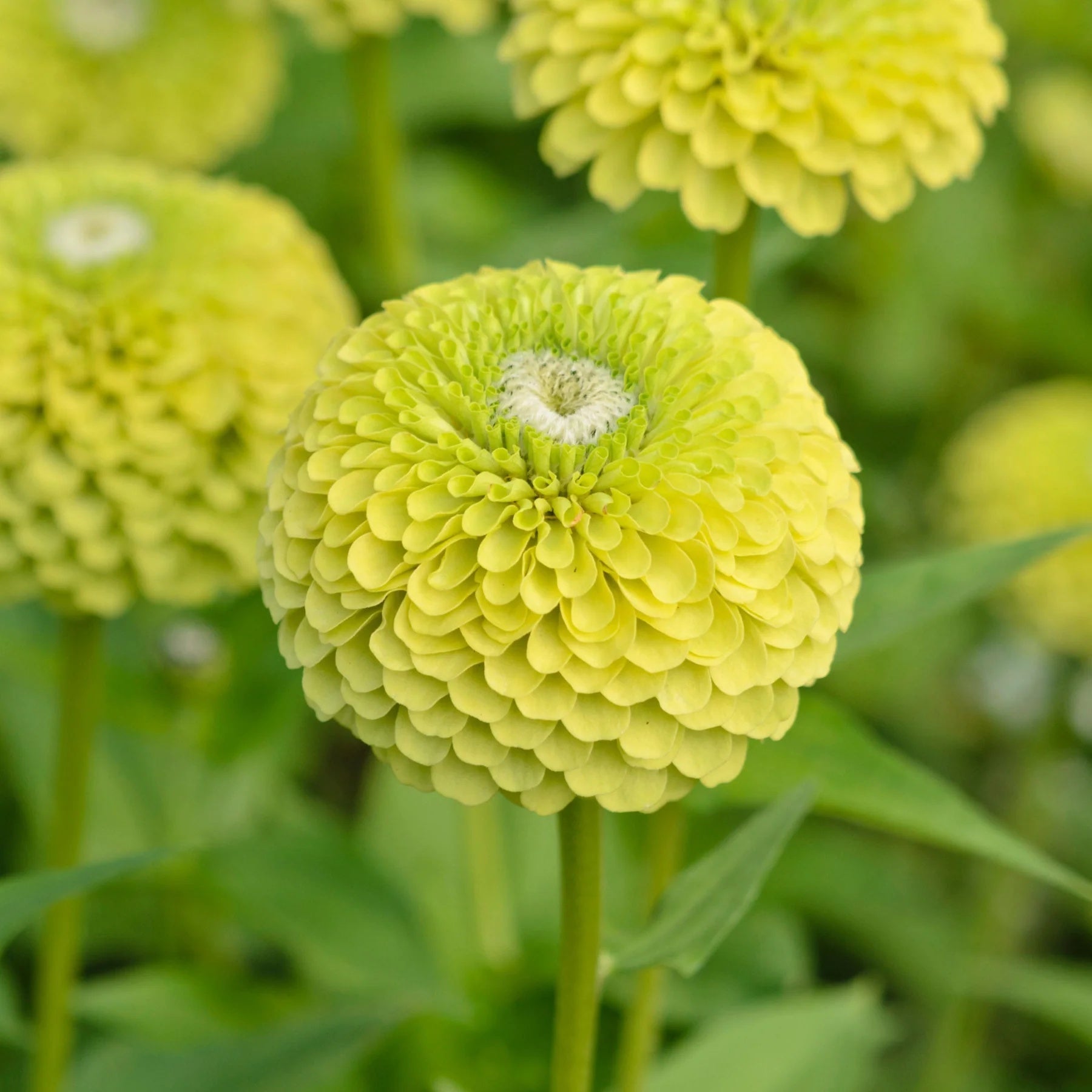 Zinnia Seeds – Lime Green
