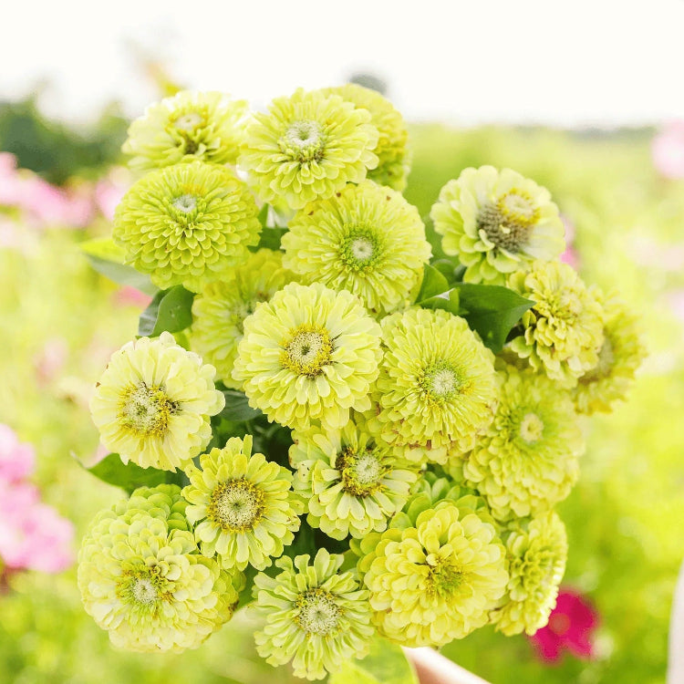 Zinnia Seeds – Lime Green
