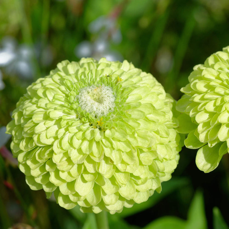 Zinnia  Lime Green Seeds